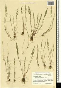 Catapodium rigidum (L.) C.E.Hubb., Crimea (KRYM) (Russia)