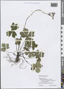 Sanicula europaea L., Eastern Europe, Moscow region (E4a) (Russia)