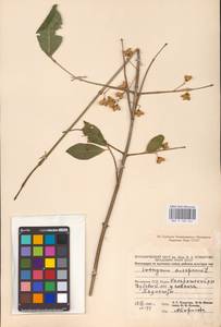 Euonymus europaeus L., Eastern Europe, Moldova (E13a) (Moldova)