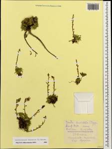 Coluteocarpus vesicaria (L.) Holmboe, Caucasus, Stavropol Krai, Karachay-Cherkessia & Kabardino-Balkaria (K1b) (Russia)