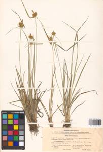 Carex flava L., Eastern Europe, North-Western region (E2) (Russia)