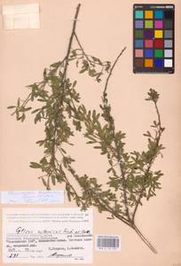 Chamaecytisus borysthenicus (Gruner) Klásk., Eastern Europe, Lower Volga region (E9) (Russia)
