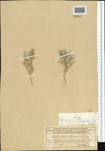 Lachnoloma lehmannii Bunge, Middle Asia, Syr-Darian deserts & Kyzylkum (M7) (Kazakhstan)