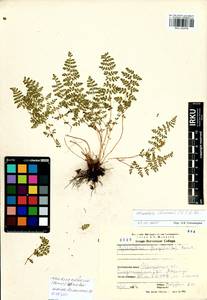 Woodsia ilvensis (L.) R. Br., Siberia, Baikal & Transbaikal region (S4) (Russia)