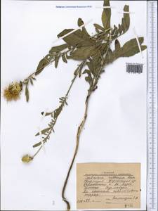 Rhaponticoides ruthenica (Lam.) M.V.Agab. & Greuter, Middle Asia, Western Tian Shan & Karatau (M3) (Kyrgyzstan)