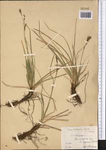 Carex pediformis var. macroura (Meinsh.) Kük., Middle Asia, Northern & Central Kazakhstan (M10) (Kazakhstan)