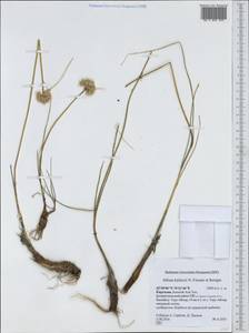 Allium kirilovii, Middle Asia, Northern & Central Tian Shan (M4) (Kyrgyzstan)