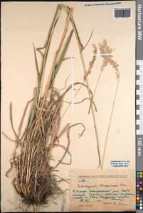 Calamagrostis korotkyi Litv., Siberia, Baikal & Transbaikal region (S4) (Russia)