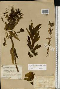 Euphorbia semivillosa (Prokh.) Krylov, Eastern Europe, Middle Volga region (E8) (Russia)
