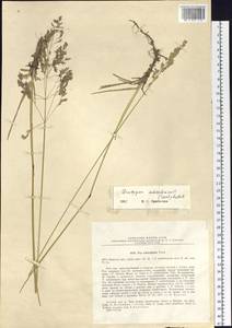 Arctopoa schischkinii (Tzvelev) Prob., Siberia, Altai & Sayany Mountains (S2) (Russia)