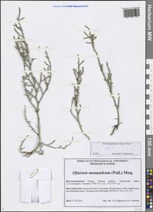 Ofaiston monandrum (Pall.) Moq., Siberia, Western Siberia (S1) (Russia)