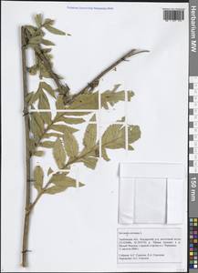 Serratula coronata L., Eastern Europe, Central forest-and-steppe region (E6) (Russia)