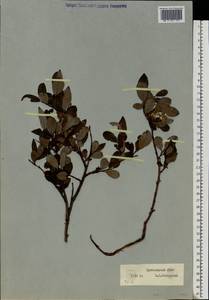 Salix, Siberia, Western Siberia (S1) (Russia)