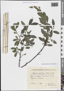 Chosenia arbutifolia (Pall.) A.K.Skvortsov, Siberia, Yakutia (S5) (Russia)