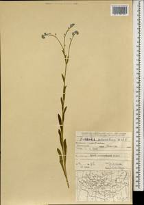 Myosotis imitata Serg., Mongolia (MONG) (Mongolia)