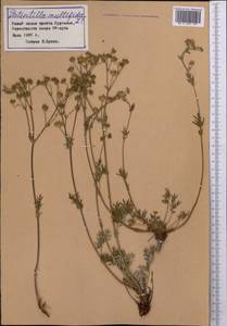 Potentilla multifida L., Middle Asia, Pamir & Pamiro-Alai (M2) (Tajikistan)