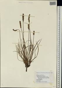 Plantago maritima L., Eastern Europe, North-Western region (E2) (Russia)