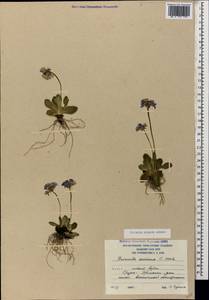 Primula algida Adams, Caucasus, South Ossetia (K4b) (South Ossetia)