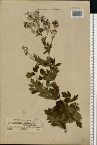 Thalictrum flavum L., Eastern Europe, North-Western region (E2) (Russia)