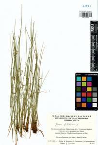 Juncus filiformis L., Siberia, Baikal & Transbaikal region (S4) (Russia)