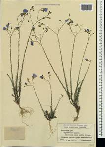 Linum austriacum subsp. squamulosum (Juz.), Crimea (KRYM) (Russia)