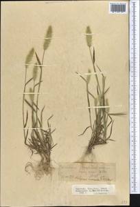 Polypogon monspeliensis (L.) Desf., Middle Asia, Northern & Central Tian Shan (M4) (Kyrgyzstan)