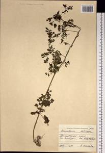 Coriandrum sativum L., Siberia, Russian Far East (S6) (Russia)