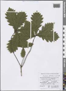 Quercus petraea (Matt.) Liebl., Caucasus, Black Sea Shore (from Novorossiysk to Adler) (K3) (Russia)