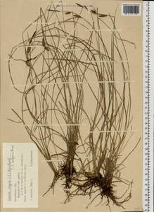 Carex nigra (L.) Reichard, Eastern Europe, Latvia (E2b) (Latvia)