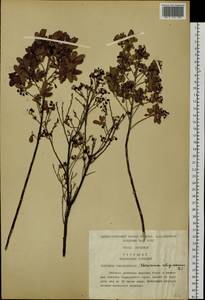 Vaccinium uliginosum L., Siberia, Russian Far East (S6) (Russia)