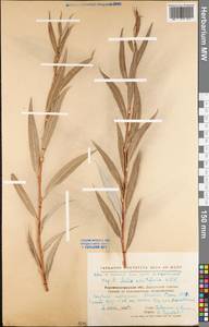 Salix acutifolia Willd., Eastern Europe, North Ukrainian region (E11) (Ukraine)