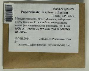 Polytrichastrum sphaerothecium (Besch.) J.-P. Frahm, Bryophytes, Bryophytes - Chukotka & Kamchatka (B21) (Russia)