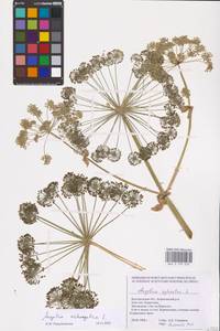 Angelica archangelica L., Eastern Europe, Central forest-and-steppe region (E6) (Russia)