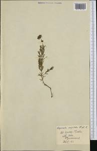 Hexaphylla capitata (Kit. ex Schult.) P.Caputo & Del Guacchio, Western Europe (EUR) (Romania)