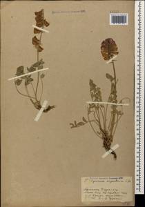 Hedysarum biebersteinii Zertova, Caucasus, Armenia (K5) (Armenia)
