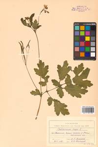 Chelidonium majus L., Siberia, Russian Far East (S6) (Russia)