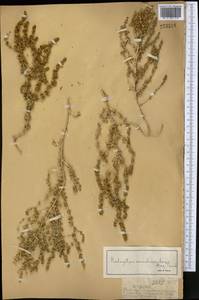 Halogeton arachnoideus (Bunge) Moq., Middle Asia, Muyunkumy, Balkhash & Betpak-Dala (M9) (Kazakhstan)