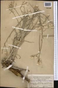 Jurinea karategina (Lipsky) O. Fedtsch., Middle Asia, Pamir & Pamiro-Alai (M2) (Uzbekistan)