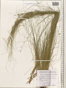 Stipa lessingiana Trin. & Rupr., Middle Asia, Caspian Ustyurt & Northern Aralia (M8) (Kazakhstan)