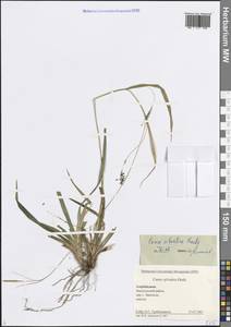 Carex sylvatica Huds., Caucasus, Azerbaijan (K6) (Azerbaijan)