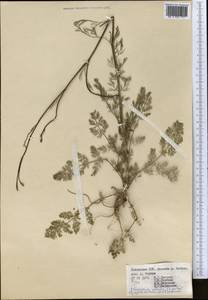 Scaligeria alaica (Lipsky) Korovin, Middle Asia, Western Tian Shan & Karatau (M3) (Uzbekistan)