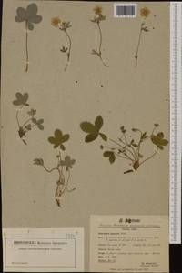 Potentilla montana Brot., Western Europe (EUR) (Switzerland)