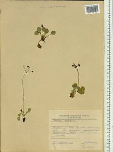 Micranthes melaleuca (Fischer) Losinsk., Siberia, Baikal & Transbaikal region (S4) (Russia)