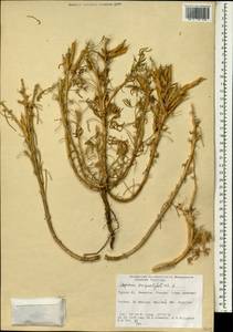 Lupinus angustifolius L., South Asia, South Asia (Asia outside ex-Soviet states and Mongolia) (ASIA) (Turkey)