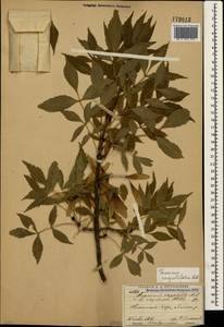 Fraxinus angustifolia Vahl, Crimea (KRYM) (Russia)