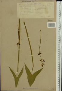 Sagittaria sagittifolia L., Eastern Europe, Volga-Kama region (E7) (Russia)