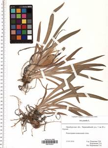 SMR001867, Iris pumila L., Eastern Europe, Eastern region (E10) (Russia)