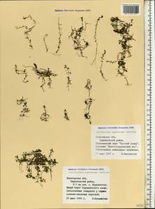 Callitriche cophocarpa Sendtn., Eastern Europe, Northern region (E1) (Russia)