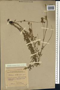 Poterium sanguisorba subsp. polygamum (Waldst. & Kit.) Asch. & Graebn., Caucasus, Azerbaijan (K6) (Azerbaijan)