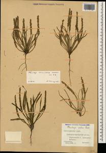 Plantago tenuiflora Waldst. & Kit., Caucasus, Krasnodar Krai & Adygea (K1a) (Russia)